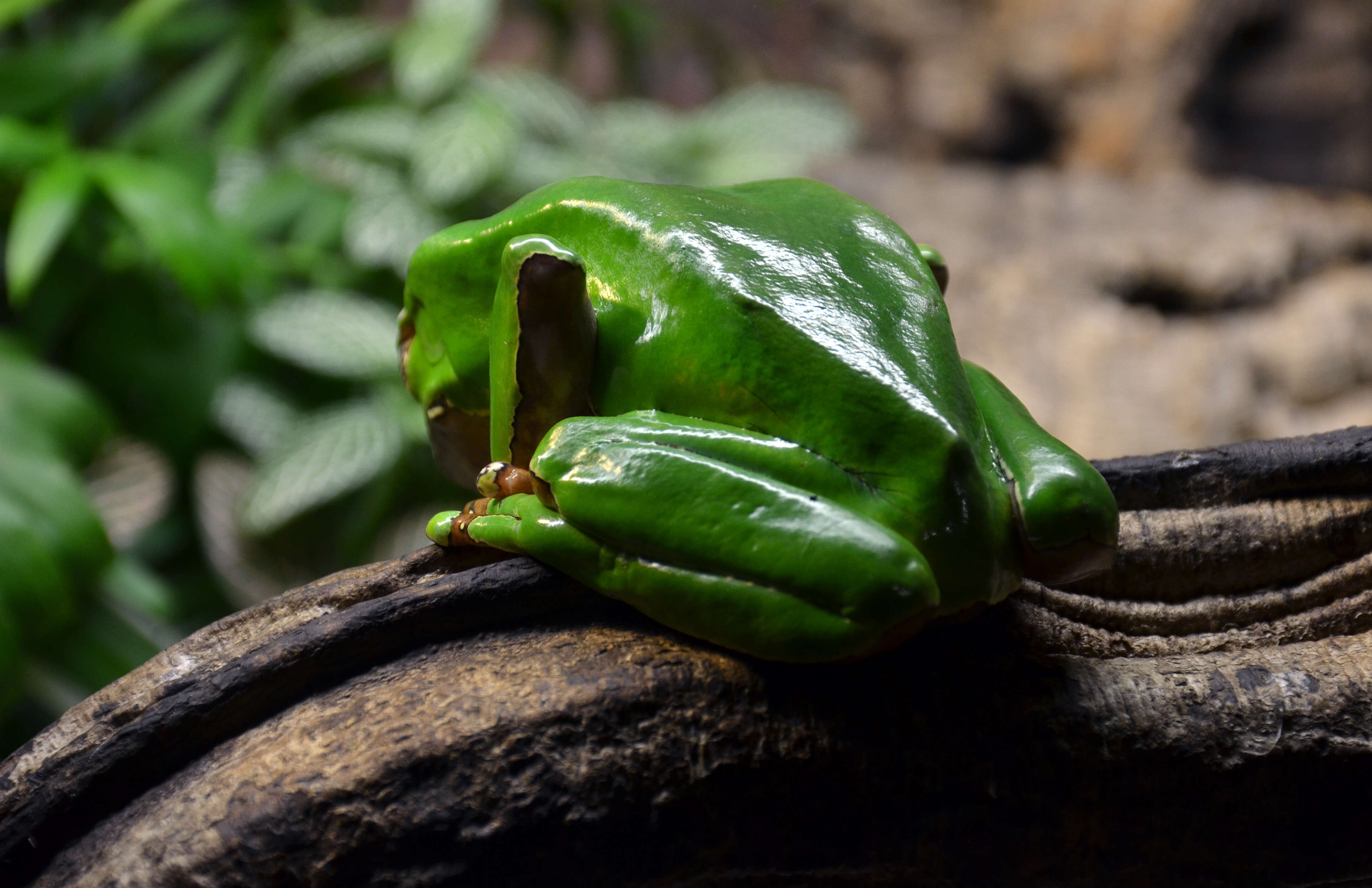 Image of Giant leaf frog