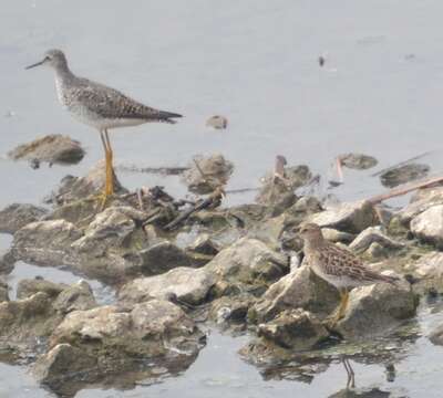 Image of Pectoral Sandpiper