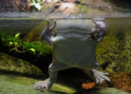 Imagem de Lepidobatrachus Budgett 1899