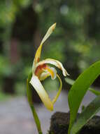 Image of Maxillaria endresii Rchb. fil.