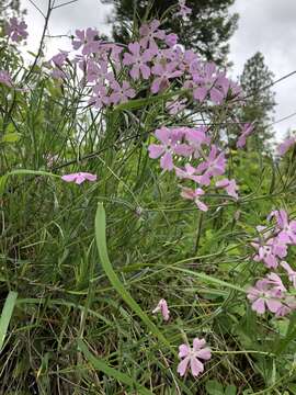 Imagem de Phlox speciosa Pursh