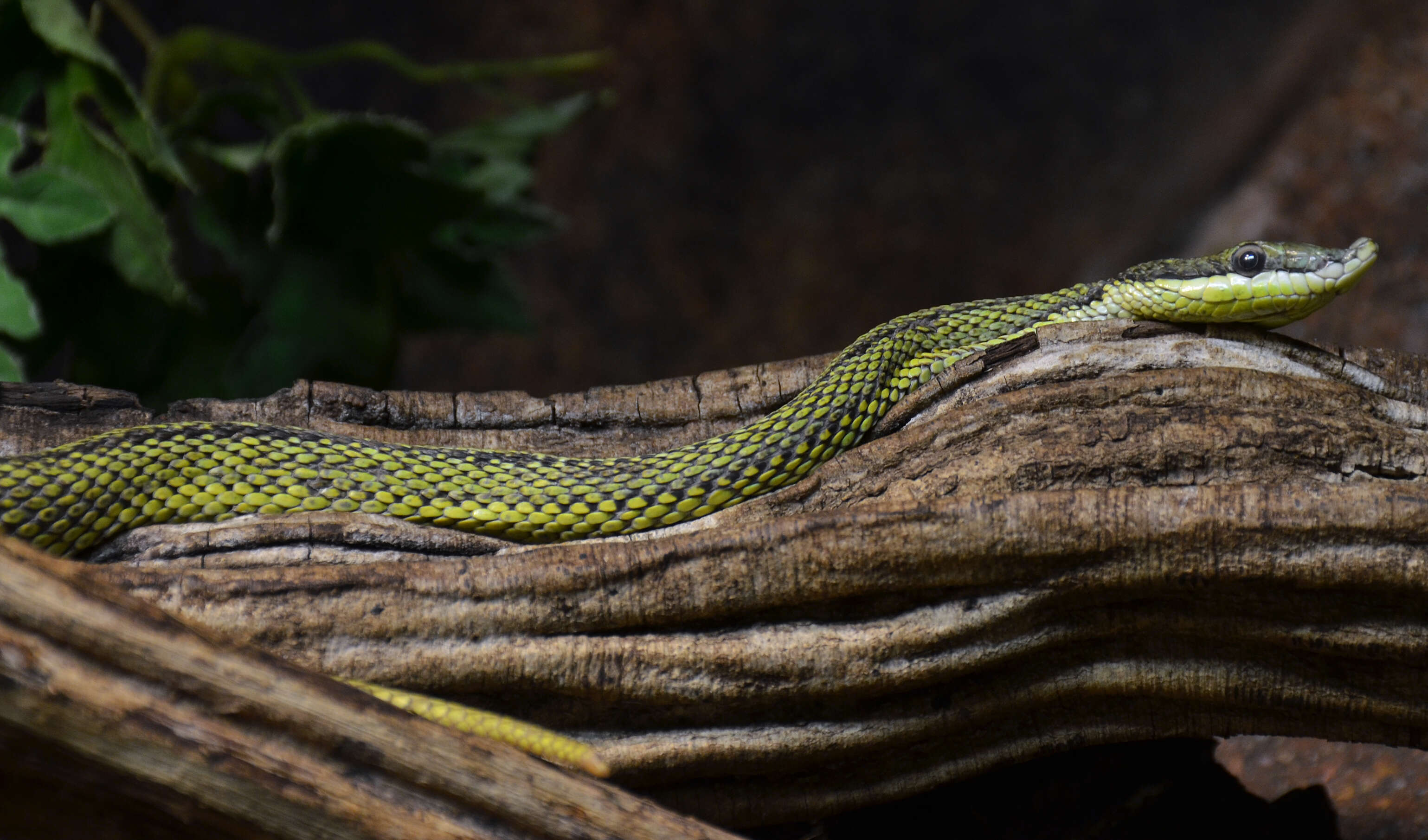 Image of Baron's Green Racer