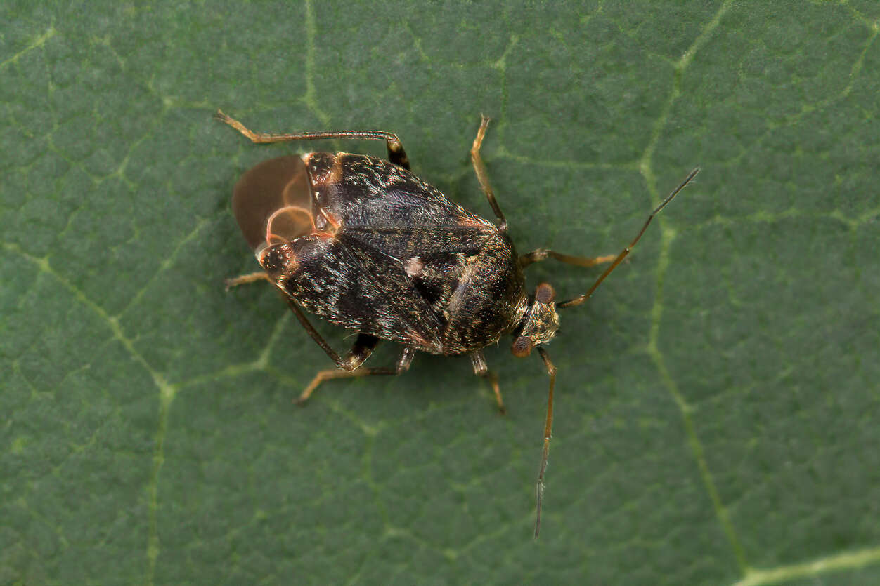 Charagochilus resmi