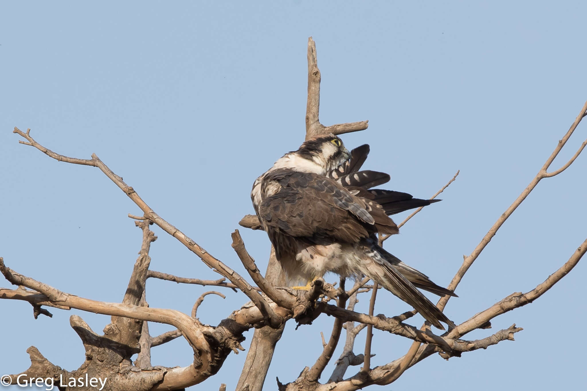 Image of Lanner Falcon