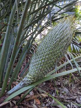 صورة Macrozamia communis L. A. S. Johnson