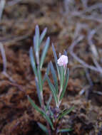 Image of bog rosemary