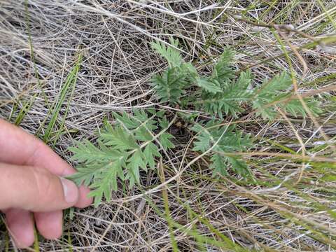 Image de Potentilla pensylvanica L.