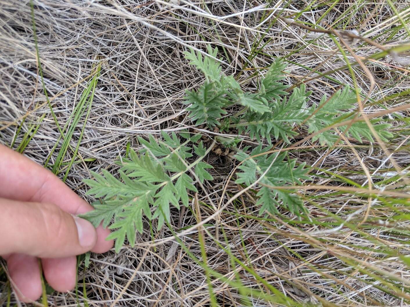 Image de Potentilla pensylvanica L.