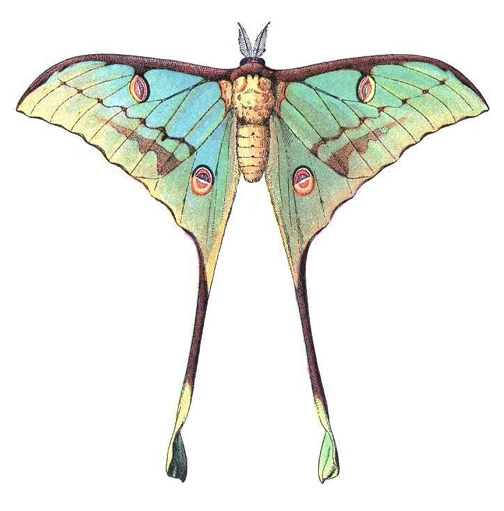 Image of African Luna moth