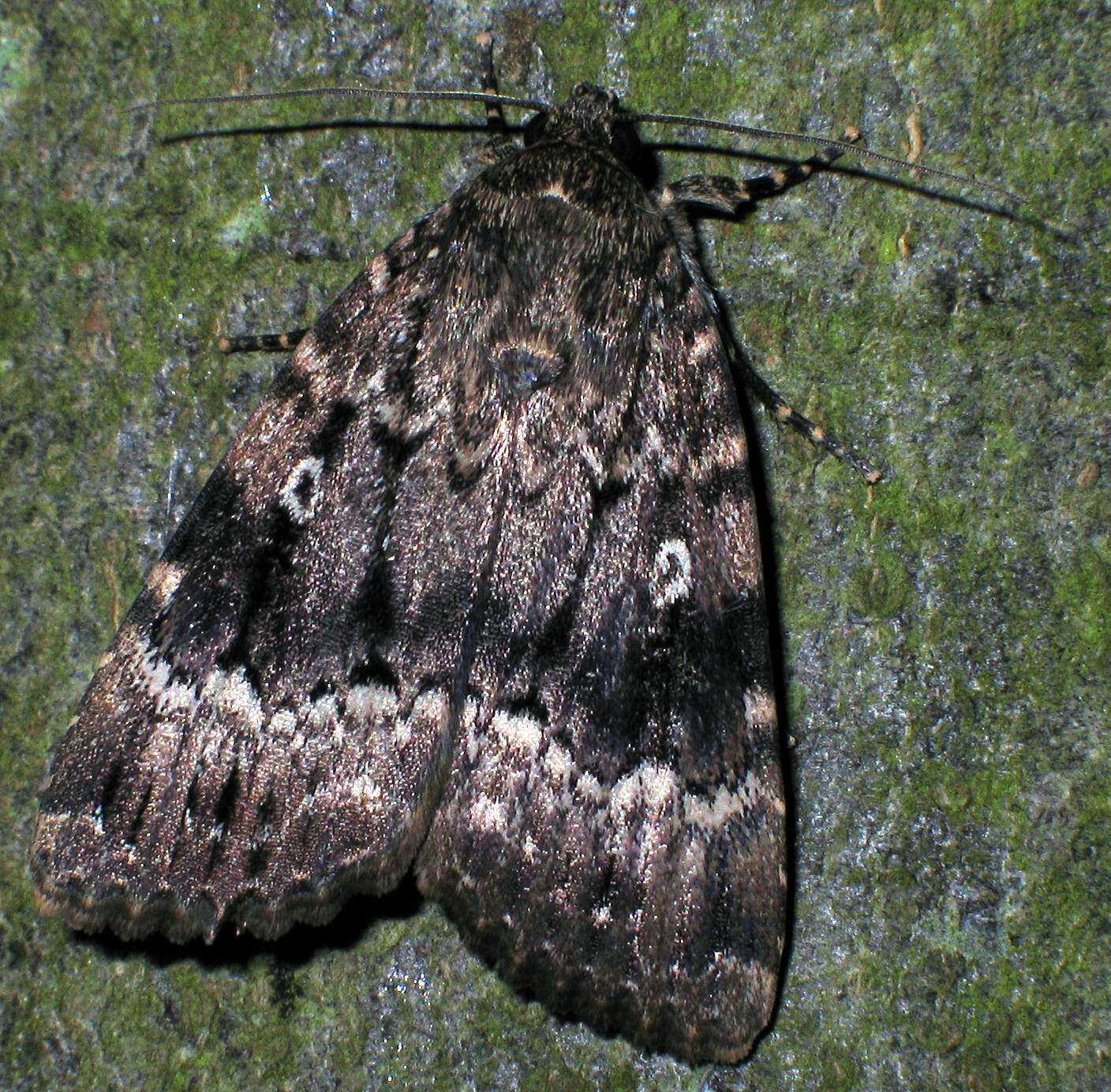 Image of copper underwing