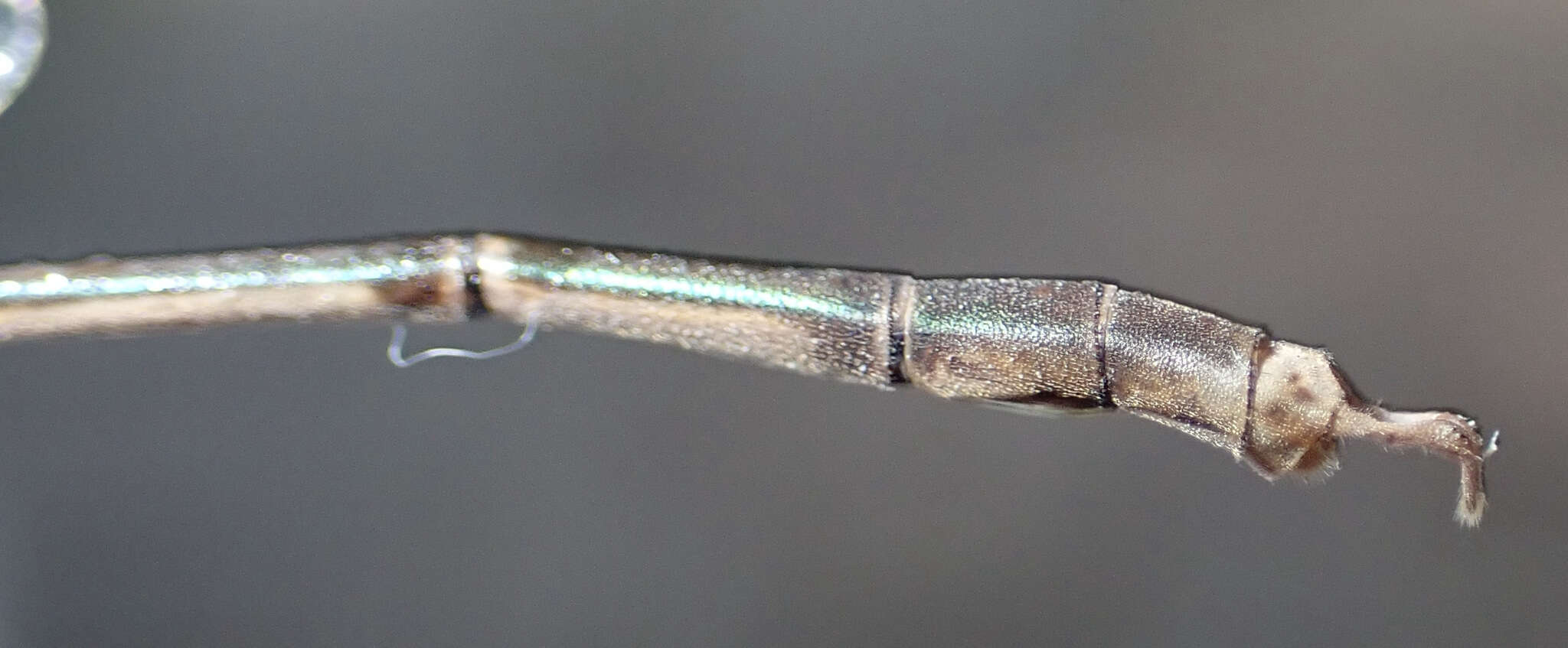 Imagem de Lestes pinheyi Fraser 1955