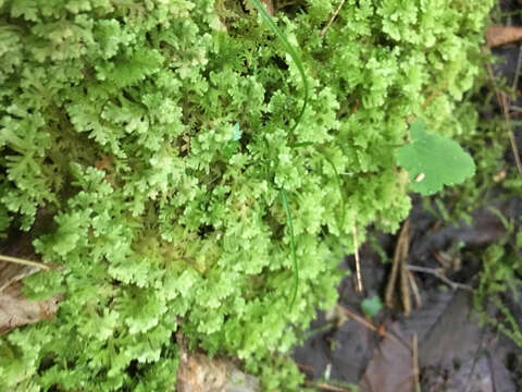 Image of Handsome Woollywort