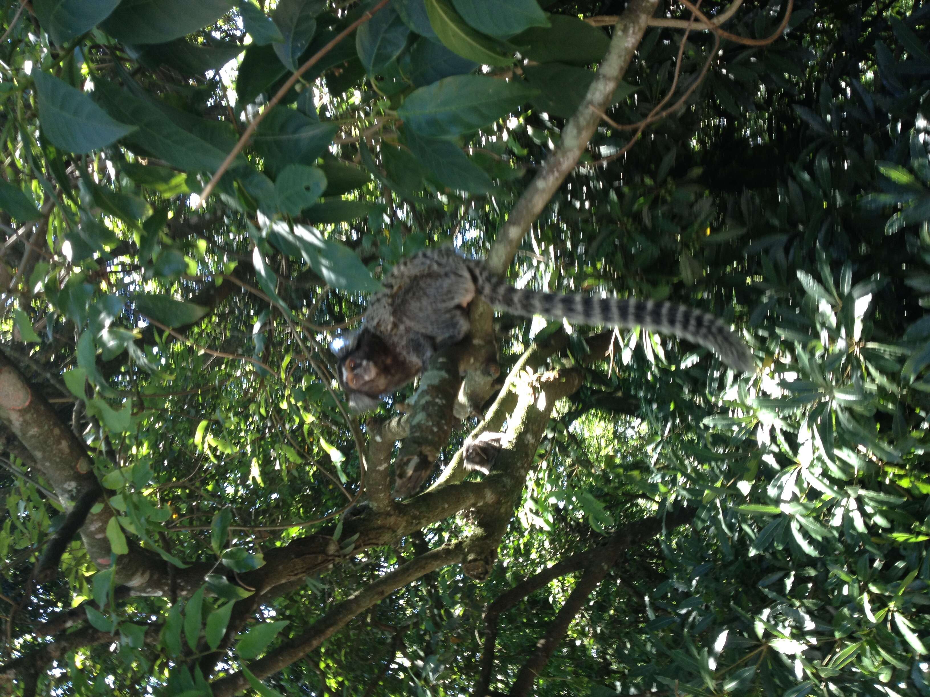 Image of Common Marmoset