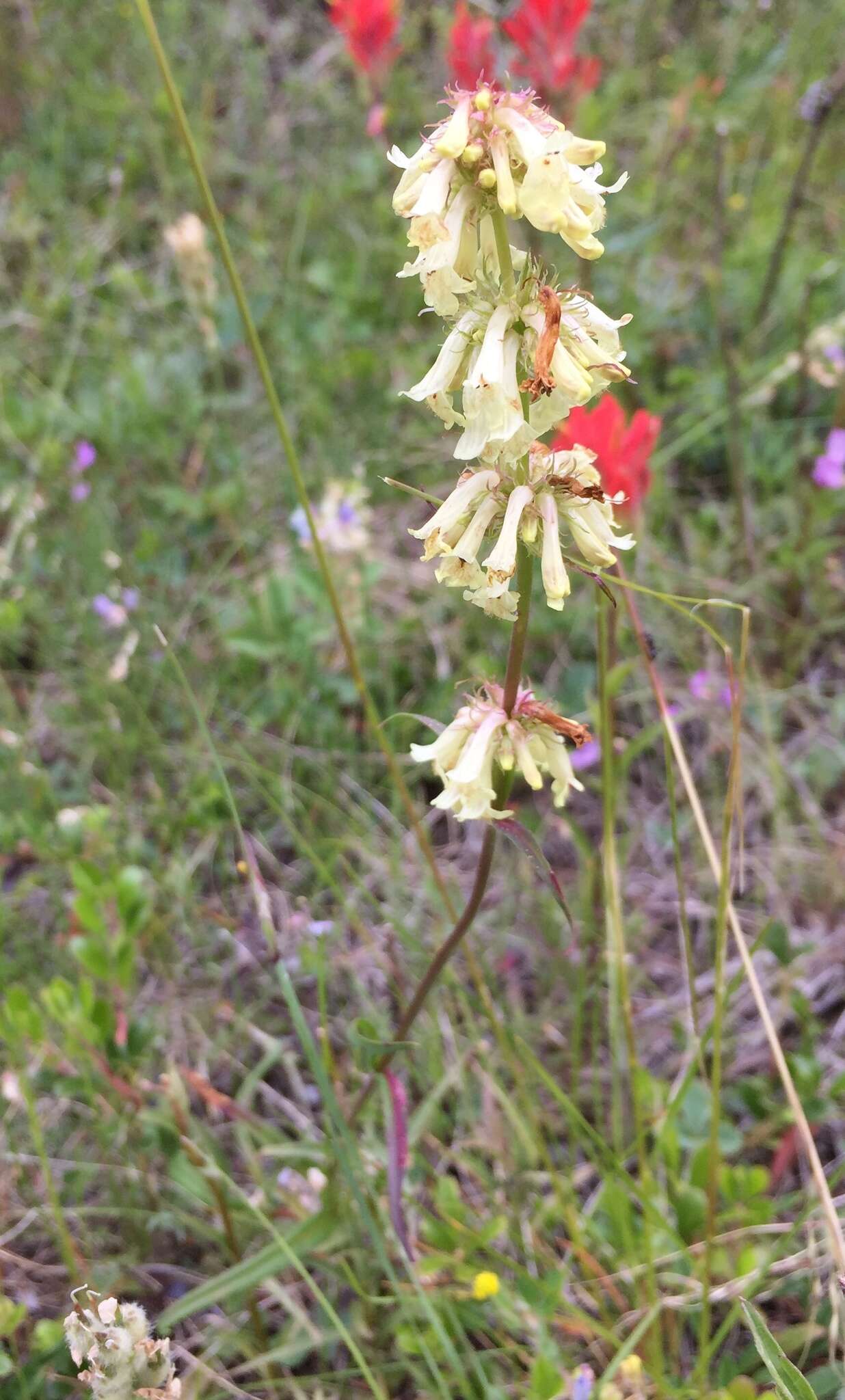 Image of yellow penstemon