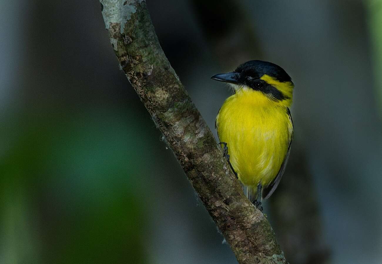 Image of Yellow-browed Tody-Flycatcher