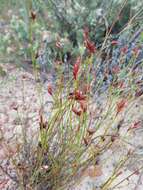 Sivun Restio capensis (L.) H. P. Linder & C. R. Hardy kuva