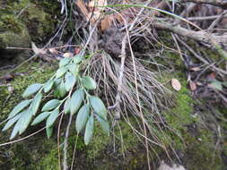 Image of Luzuriaga marginata (Gaertn.) Benth. & Hook. fil.