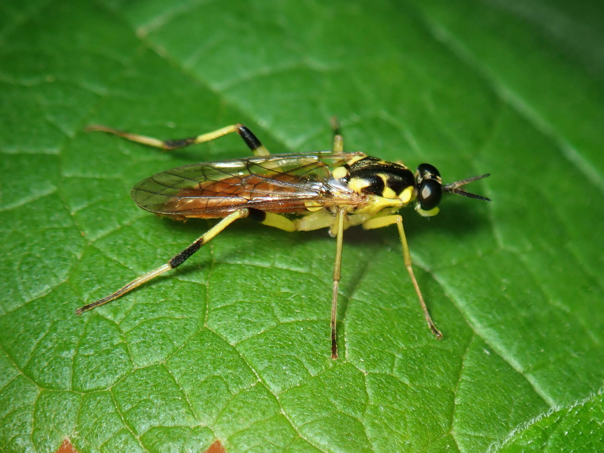 Image of Xylomya tenthredinoides (Wulp 1867)