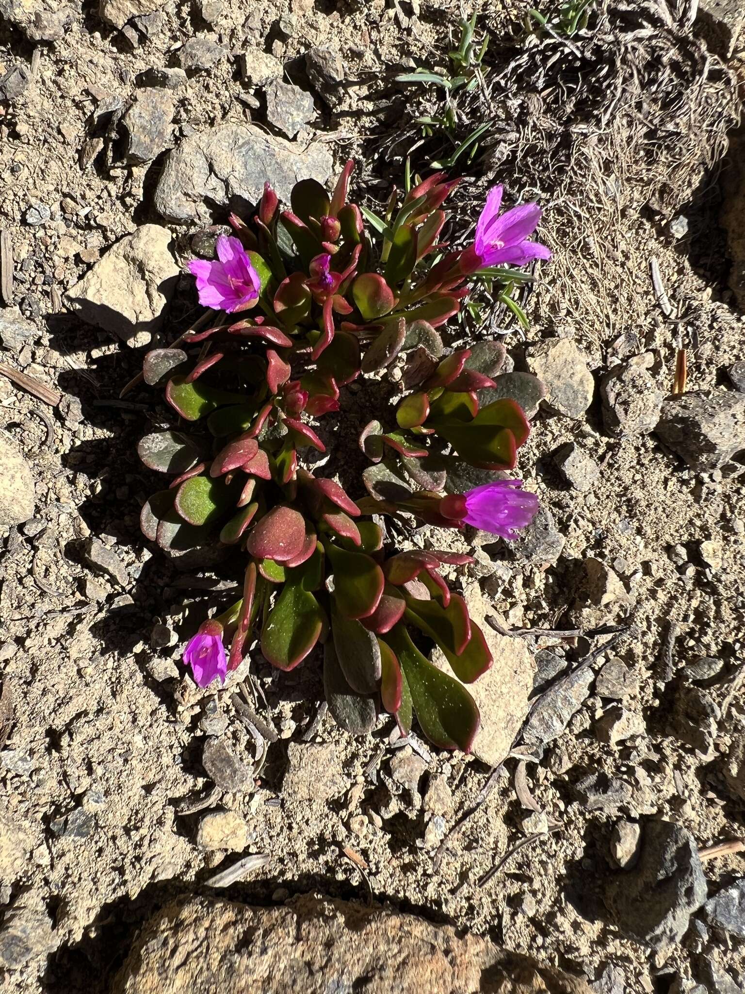 Image of alpine springbeauty