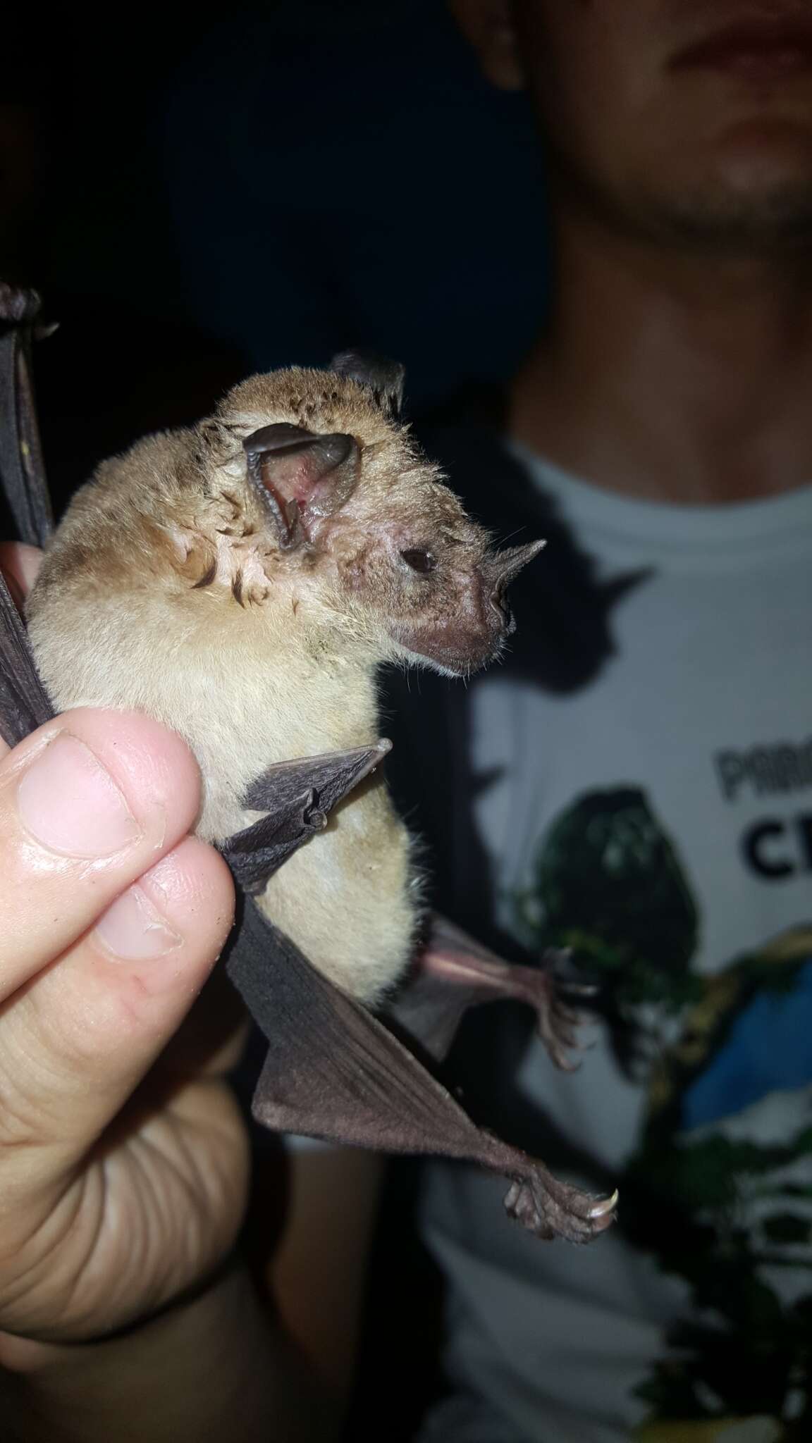 Image of Lesser Spear-nosed Bat