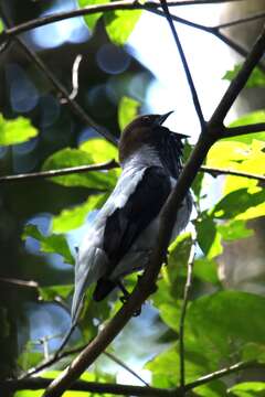 Image of Bearded Bellbird