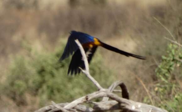 Image of Golden-breasted Starling