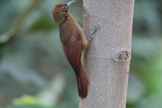 Image of Plain-brown Woodcreeper