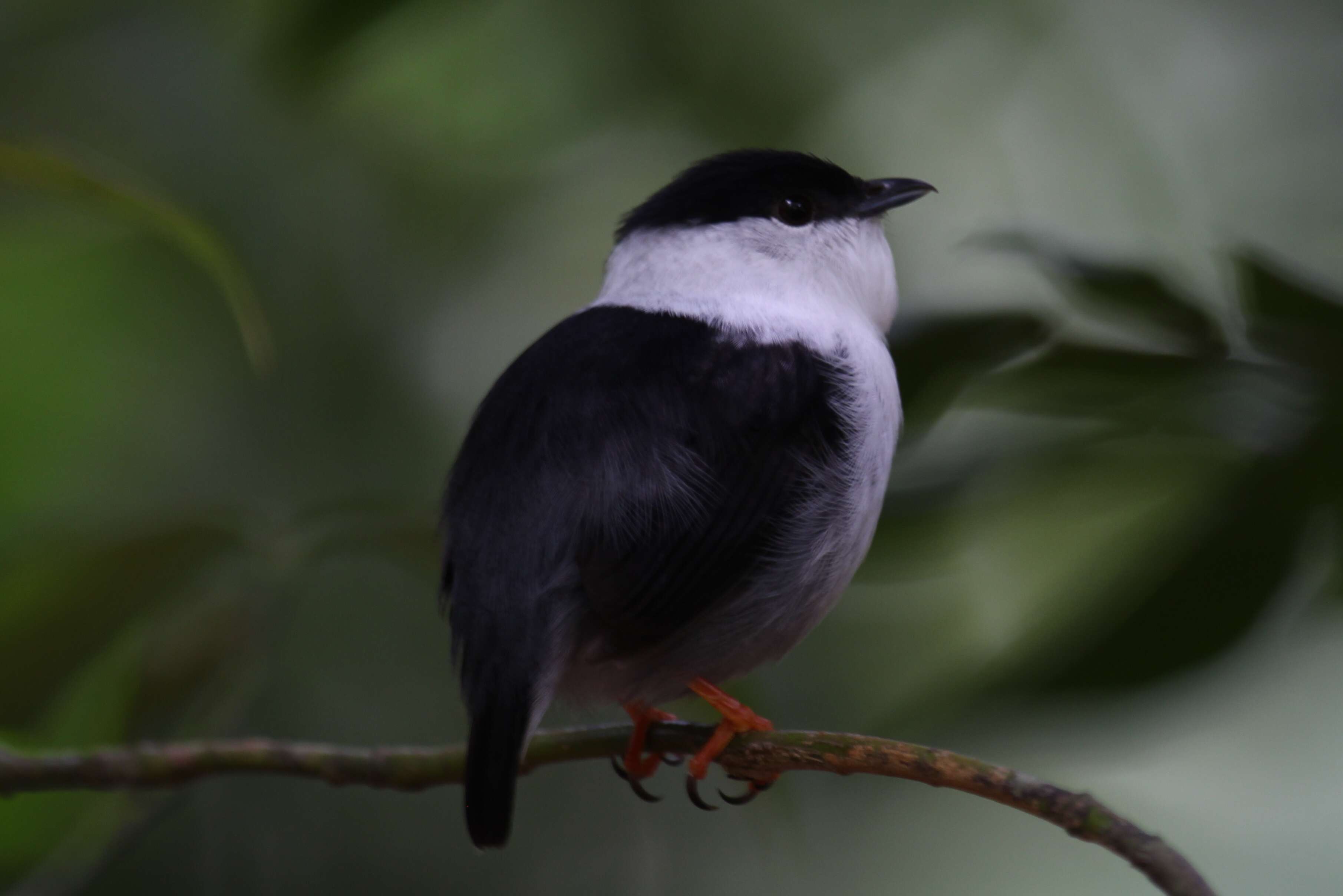 Image of White-bearded Manakin