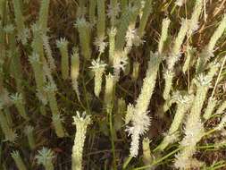 Image of Ptilotus polystachyus (Gaudich.) F. Müll.