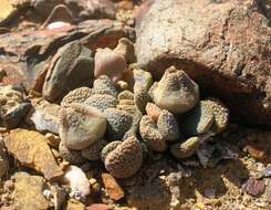 Image of Aloinopsis loganii (L. Bol.) L. Bol.