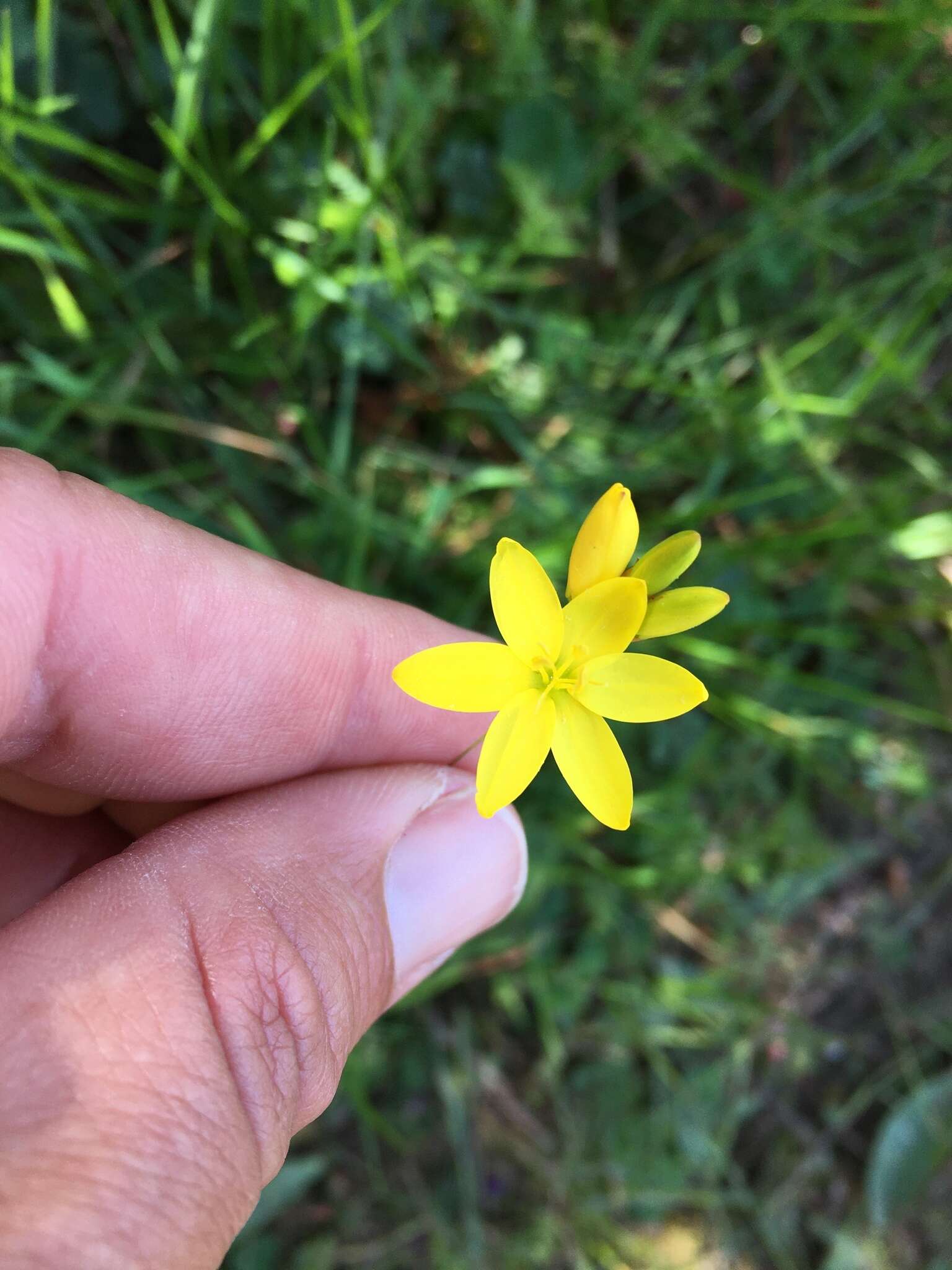 Image of Ixia odorata Ker Gawl.