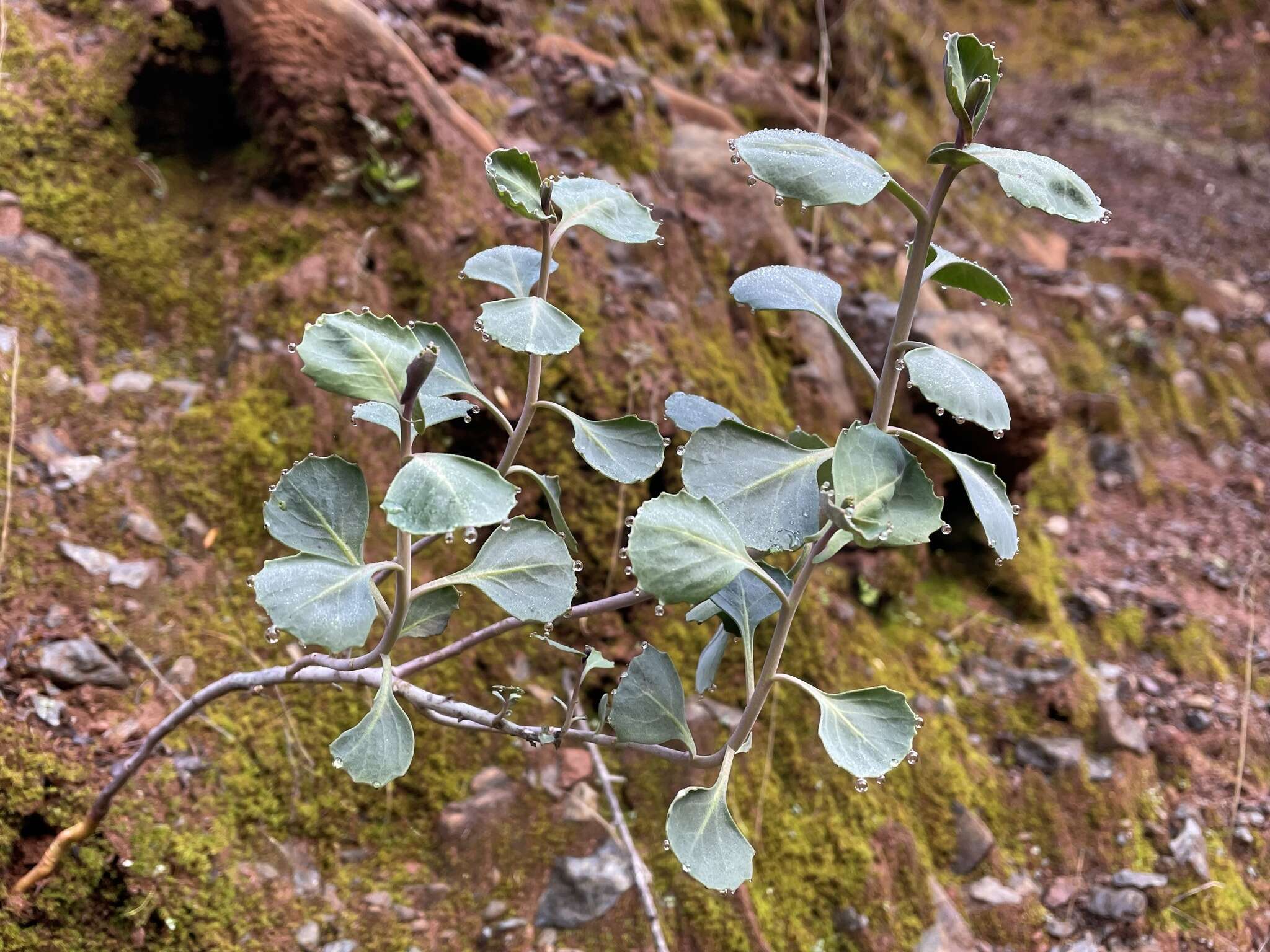 Sivun Streptanthus morrisonii subsp. morrisonii kuva