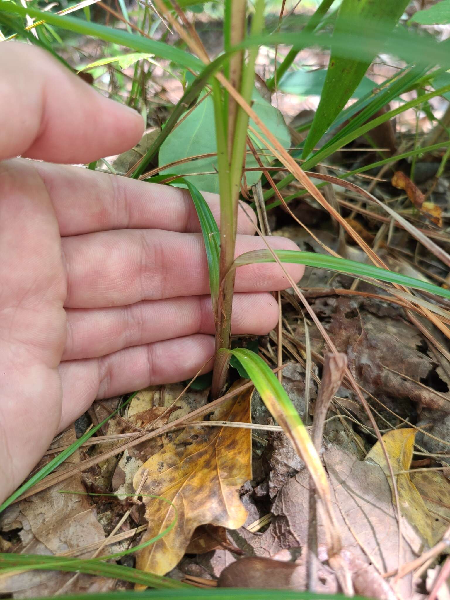 Image of Rough Flat Sedge