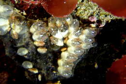 Image of Tunicate