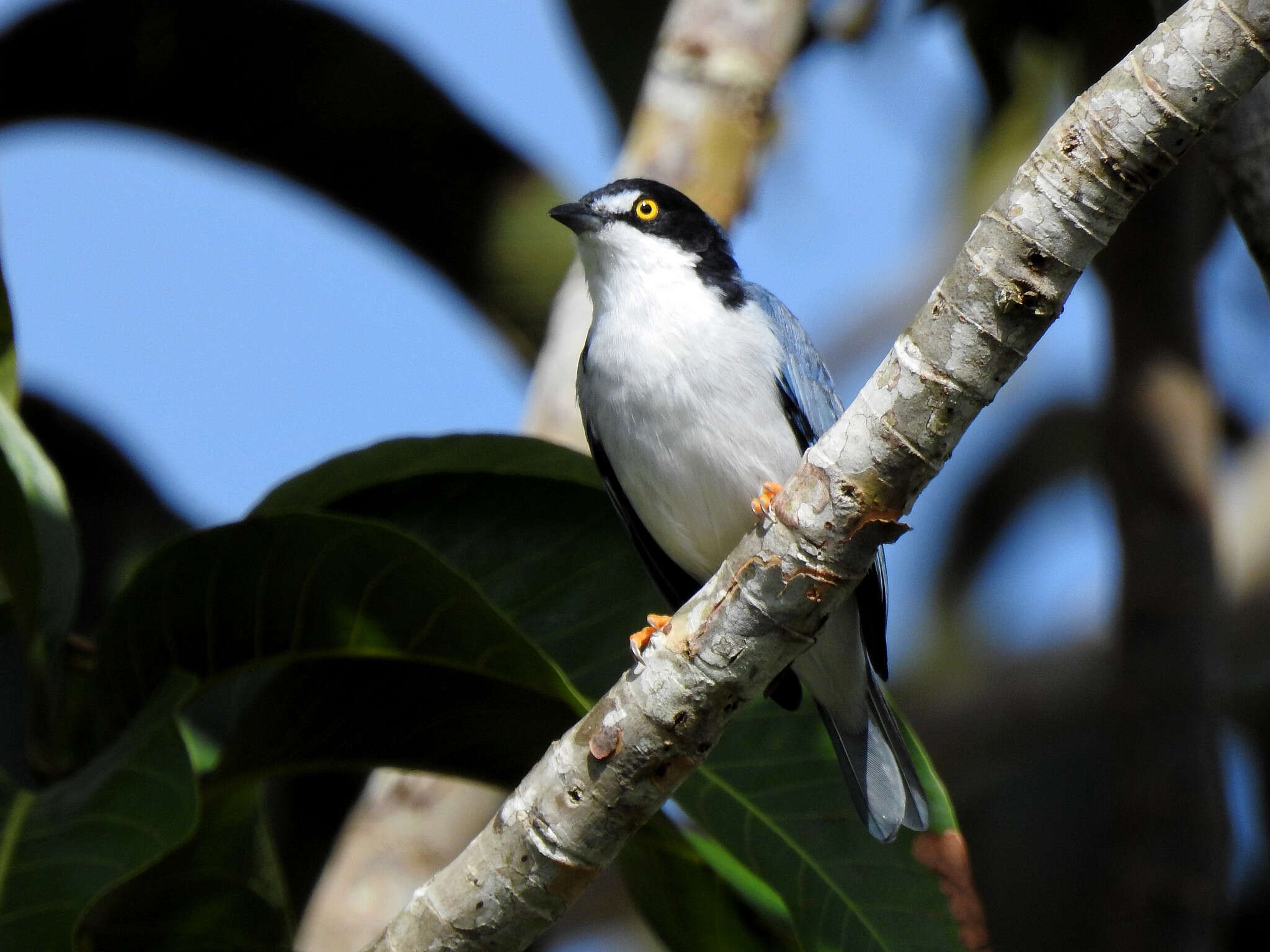 Nemosia pileata pileata (Boddaert 1783)的圖片