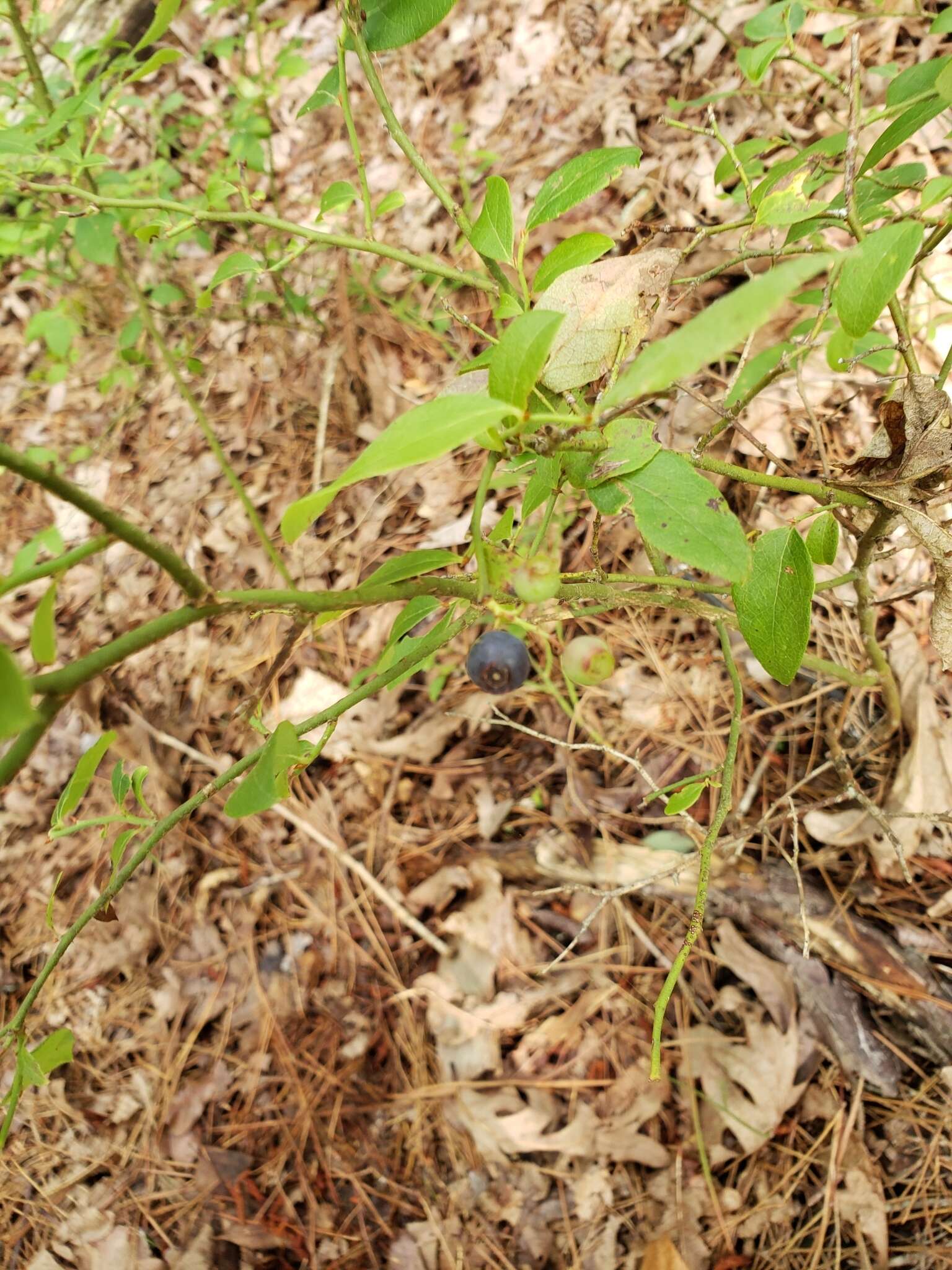 Image de Vaccinium virgatum Ait.