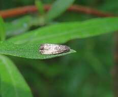 Image of Sallow-shoot Piercer