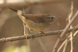 Image of Brown-flanked Bush Warbler