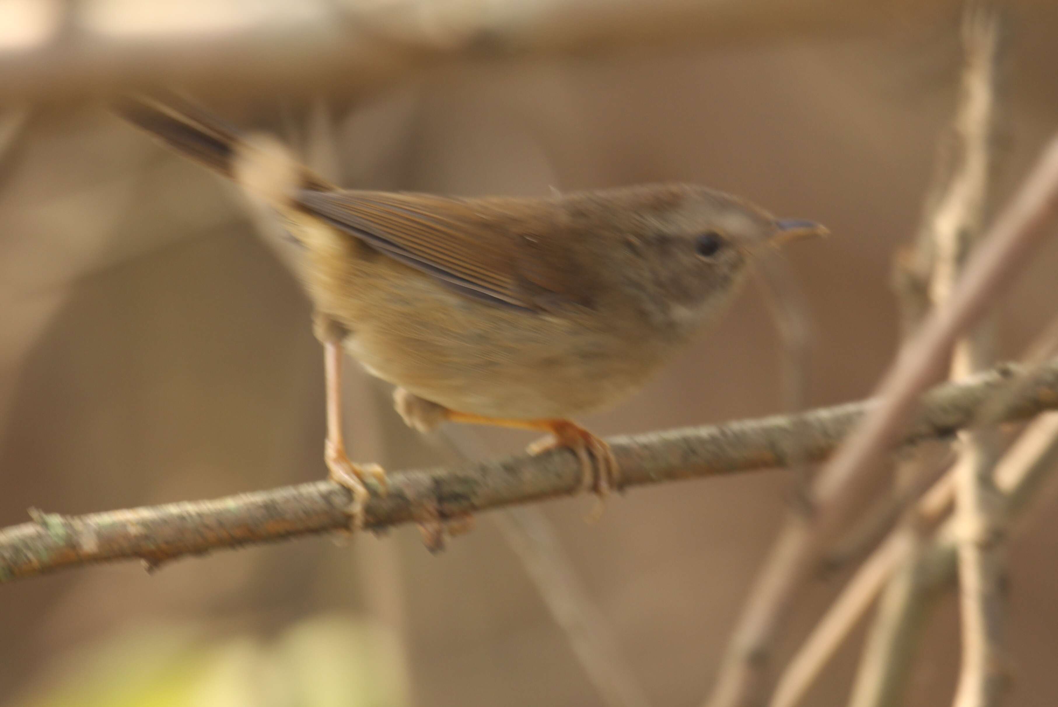 Image of Brown-flanked Bush Warbler