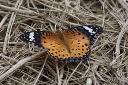 Image of Argynnis hyperbius