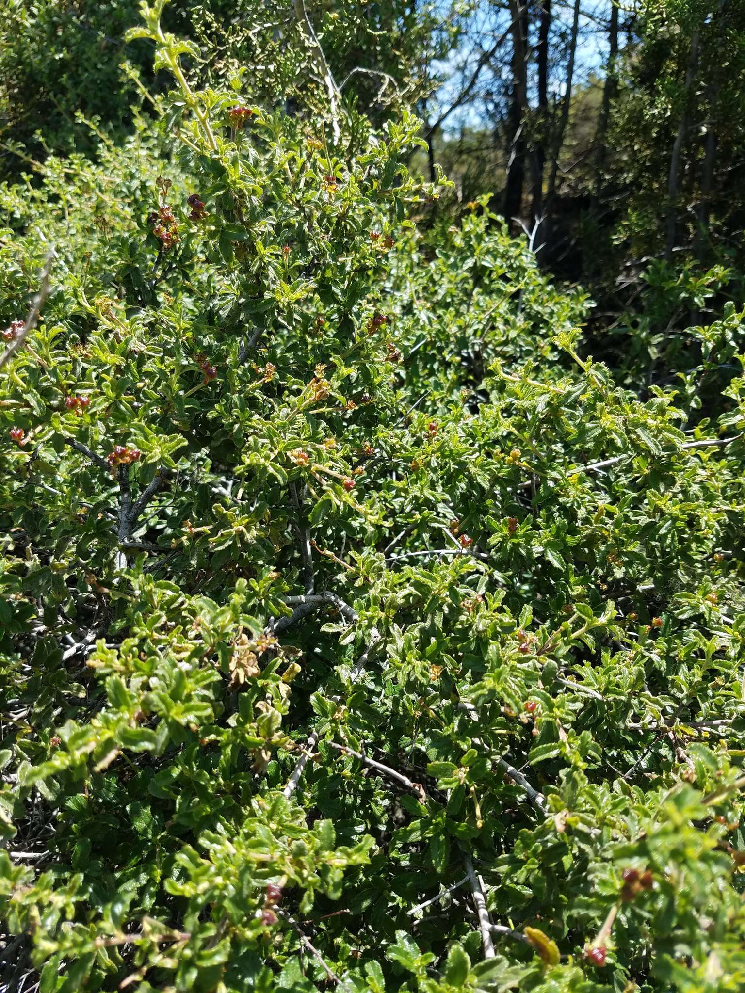 Image de Ceanothus foliosus var. medius Mc Minn