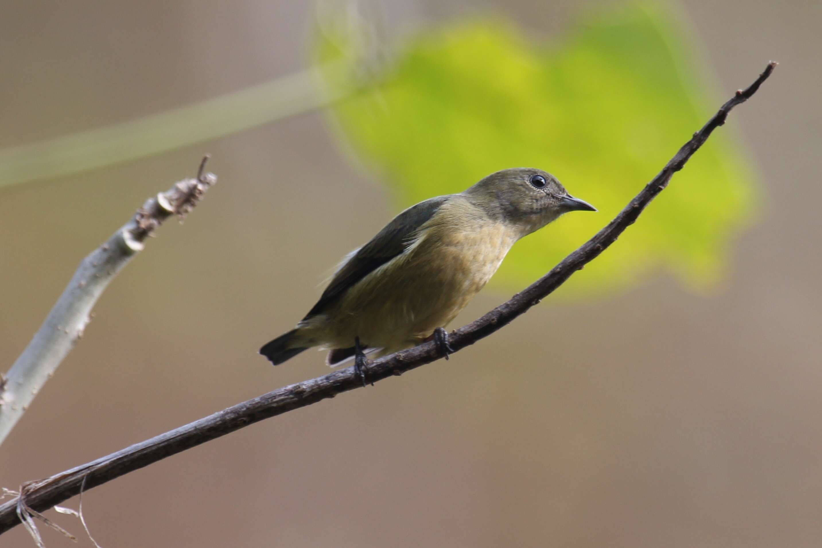 Image of Fire-breasted Flowerpecker