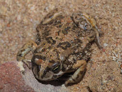 Image of Common Cape Toad; Sand Toad