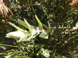 Plancia ëd Leucospermum tottum (L.) R. Br.