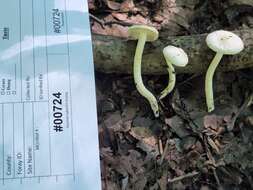 Слика од Hygrophorus discoxanthus (Fr.) Rea 1908