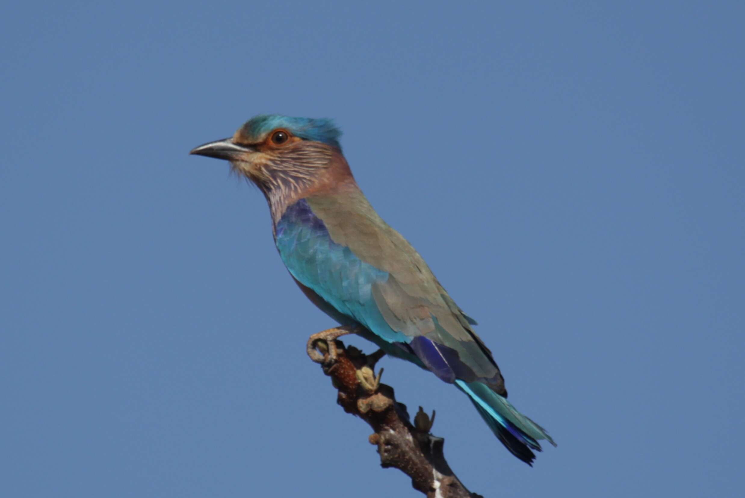 Imagem de Coracias benghalensis (Linnaeus 1758)