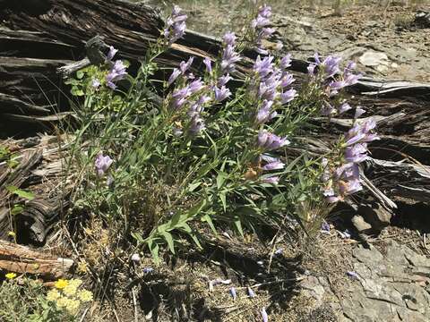 Sivun Penstemon lyalli (A. Gray) A. Gray kuva