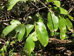 Image de Celastrus subspicatus Hook.