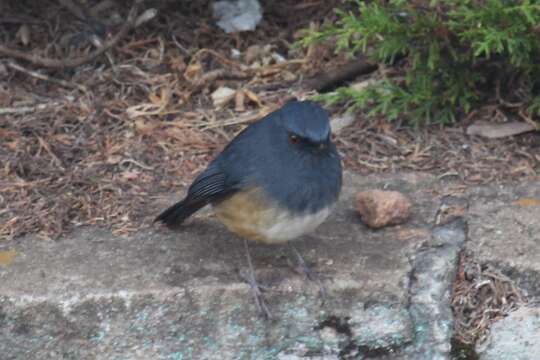 Image of Nilgiri Blue Robin