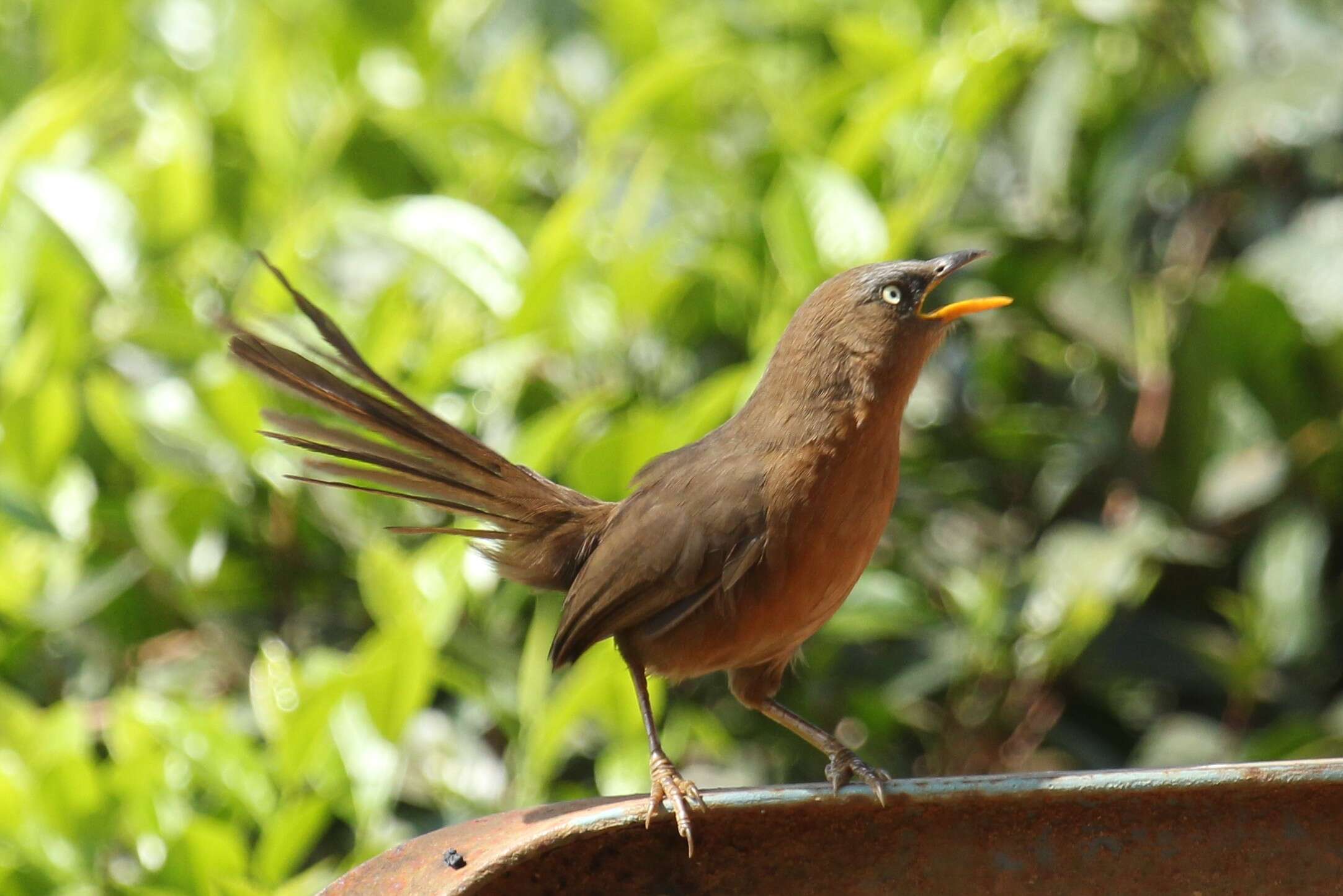 Image of Rufous Babbler